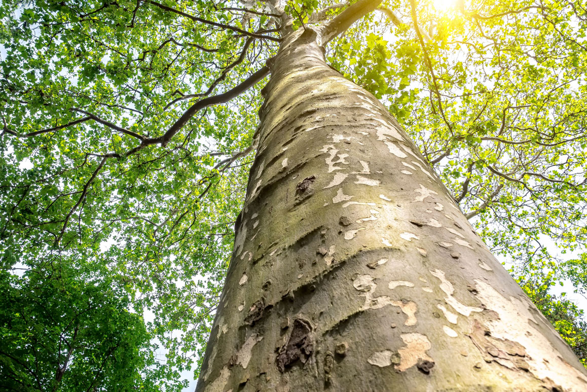 view of a tree looking up its trunk and into its branches - investing for growth