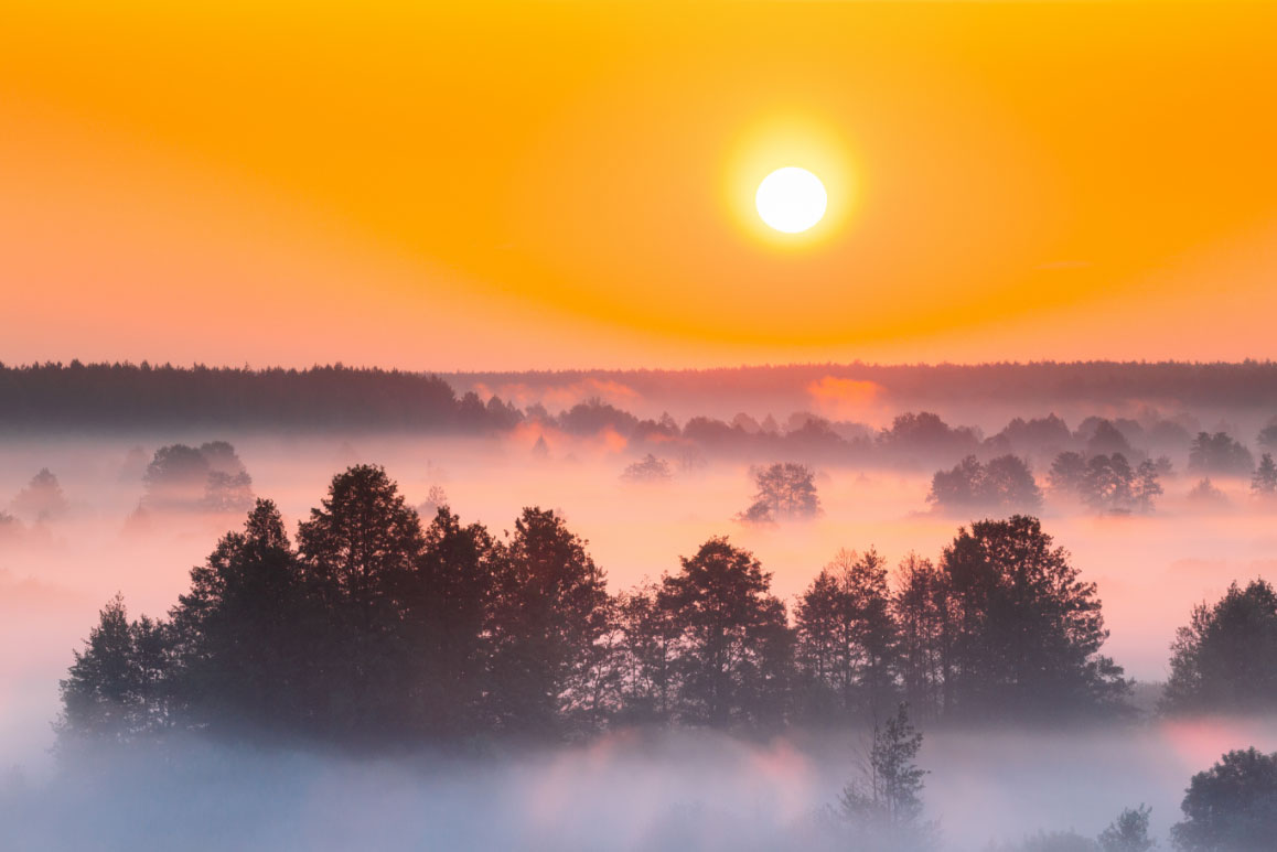 low sun on a misty forest