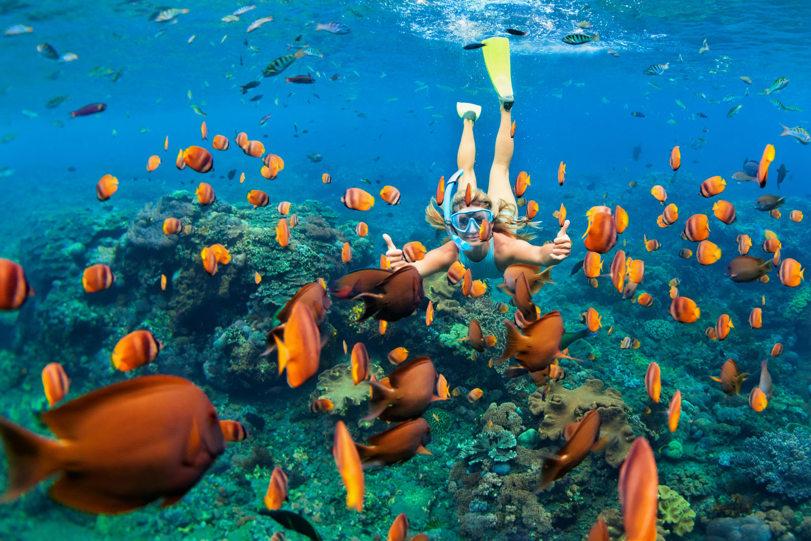 woman swimming among orange fish in a clear ocean - Investing for Income
